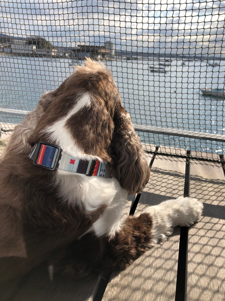 2020  NEW YEAR   一喜一憂の年末年始_b0195093_12023724.jpg