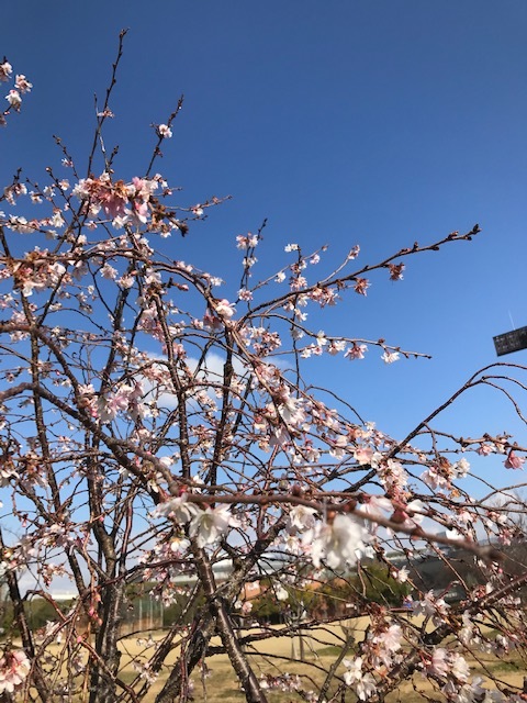 長居公園の桜_f0204295_15232801.jpg