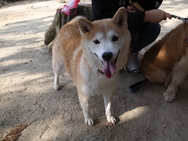 龍ノ口山～龍ノ口八幡宮＠岡山市中区祇園_f0197703_17271850.jpg