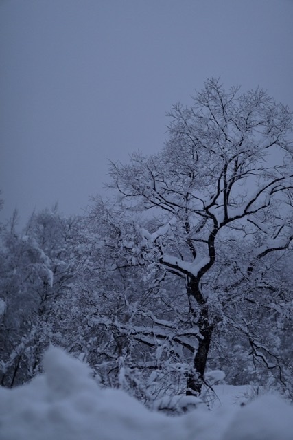 まゝに/1月の雑記 ちょっと雪国へ_d0342426_16252657.jpeg