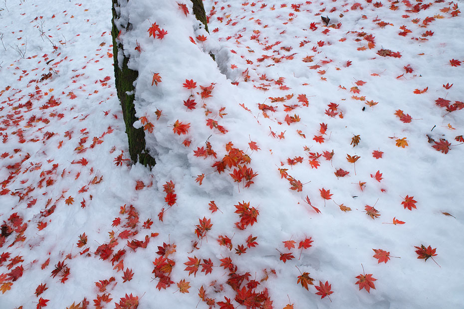 雪に紅葉 : 但馬・写真日和