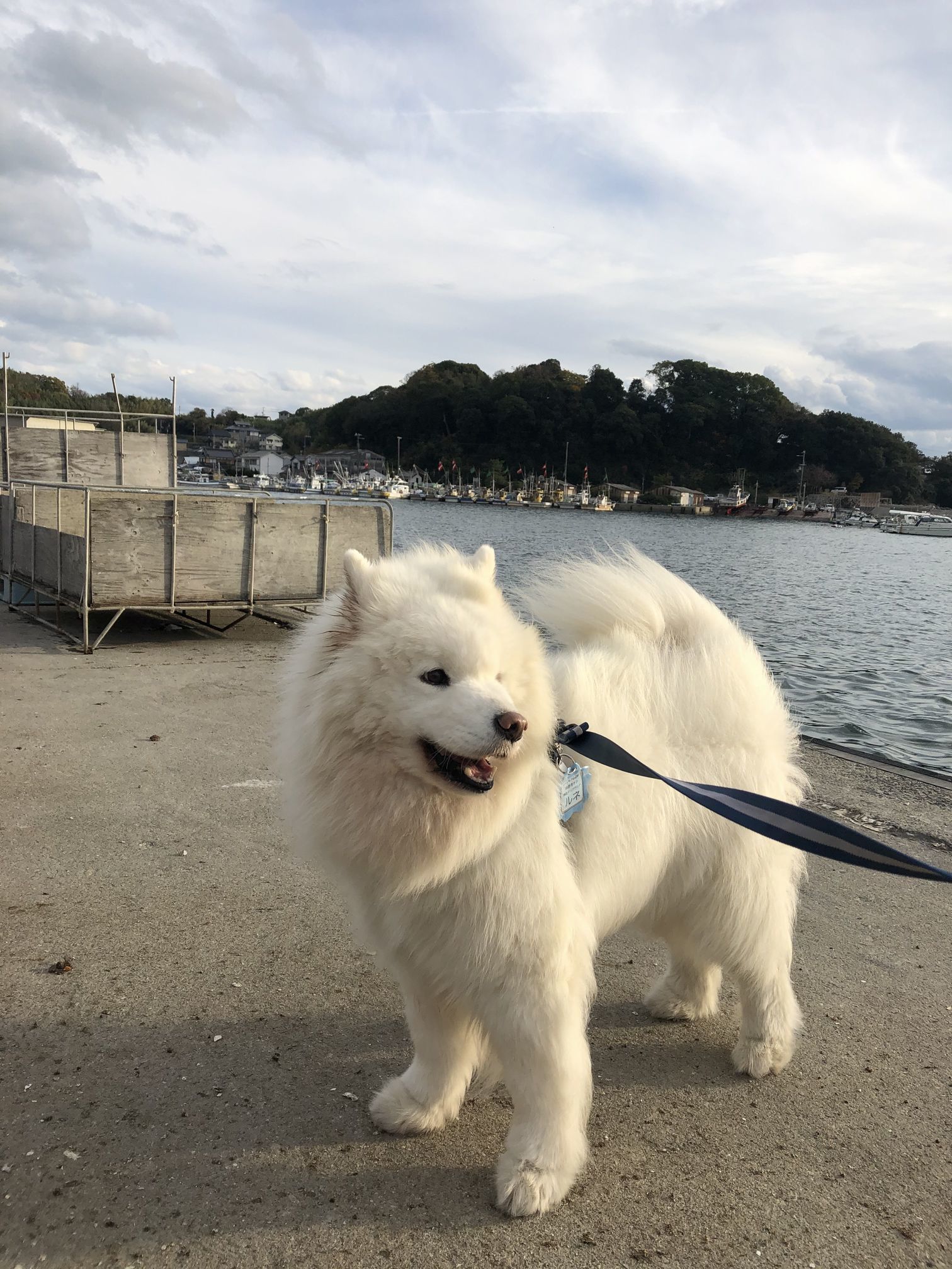 2019年12月前半 インスタ写真集 その1_f0128542_12540853.jpg