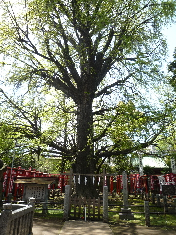 大木をみて考える、、、。_a0394451_13250317.jpg