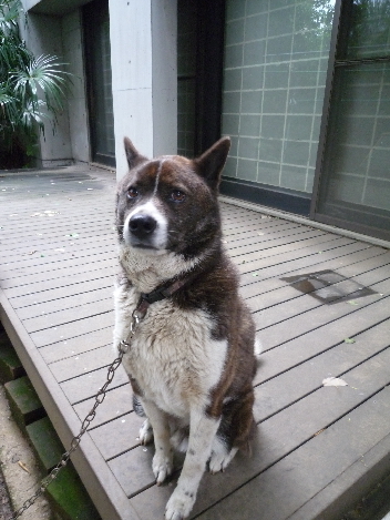 他人(他犬)ごとではない話_a0394451_13252333.jpg