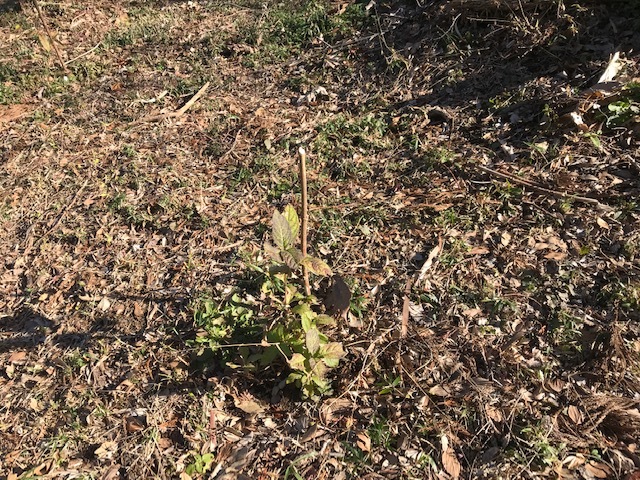 植樹したヤマアジサイの傍らにマーキング1・5_c0014967_06260410.jpg