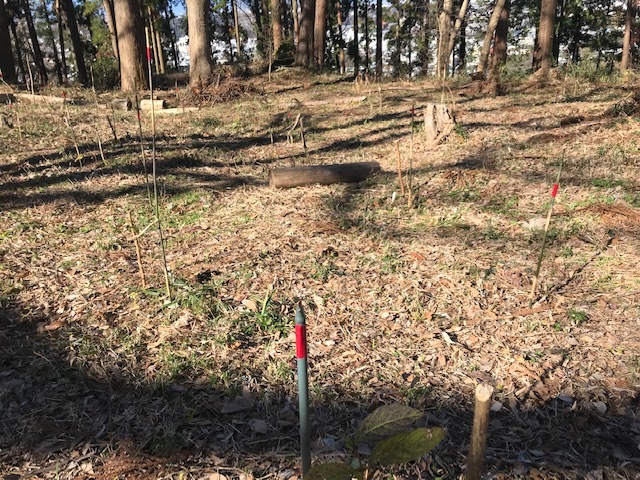 植樹したヤマアジサイの傍らにマーキング1・5_c0014967_06271018.jpg