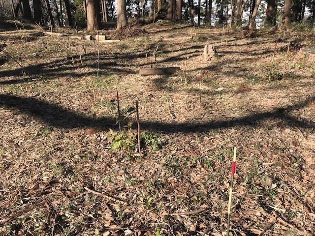 植樹したヤマアジサイの傍らにマーキング1・5_c0014967_06272483.jpg