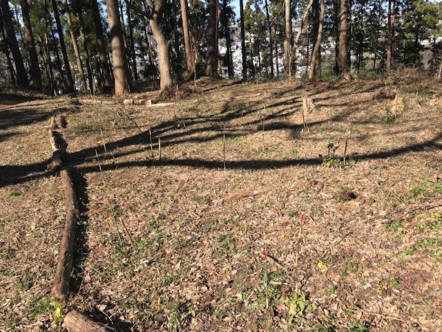 植樹したヤマアジサイの傍らにマーキング1・5_c0014967_06273536.jpg