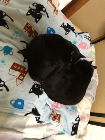 ホカペつけないなら、こう_e0355177_13473270.jpg