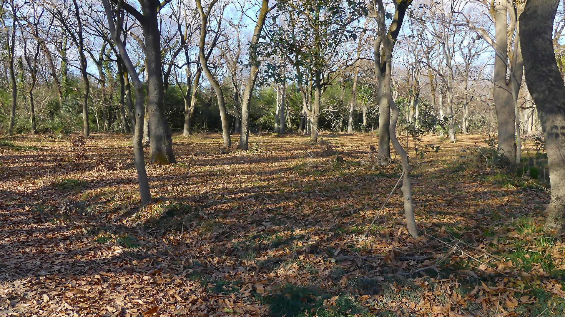今年もぼちぼち行きましょう 【 2020 1/5(日) 】_a0185081_08483566.jpg