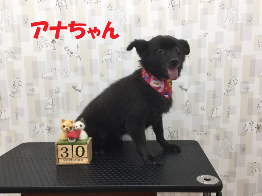 トリミング紹介 ~11月後半~_c0315684_18451856.png