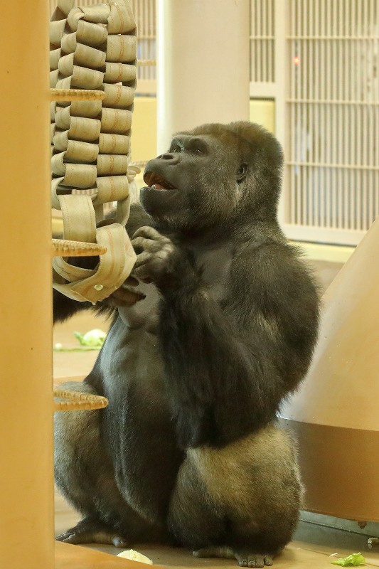 東山動物園ゴリラ劇場 イケメン シャバーニの逃走 旅プラスの日記