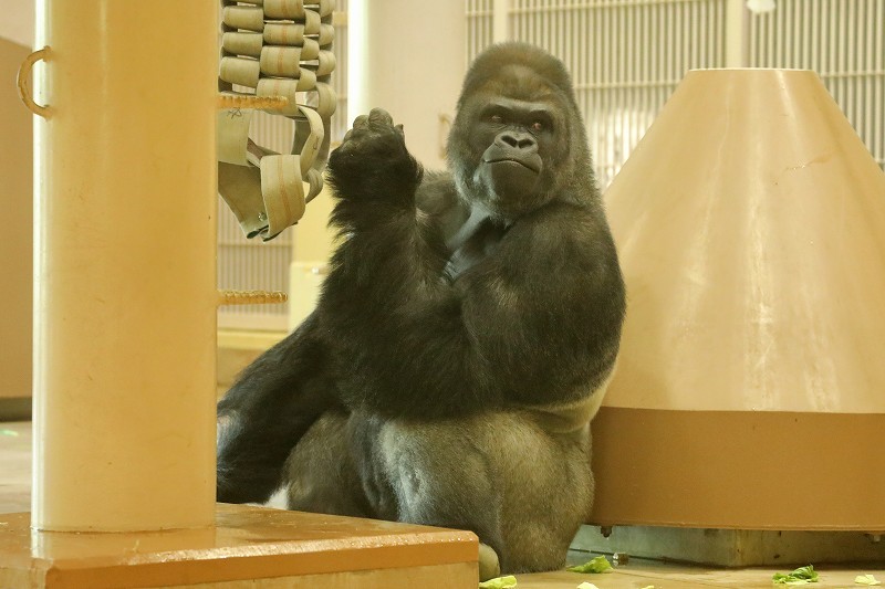 東山動物園ゴリラ劇場 イケメン シャバーニの逃走 旅プラスの日記