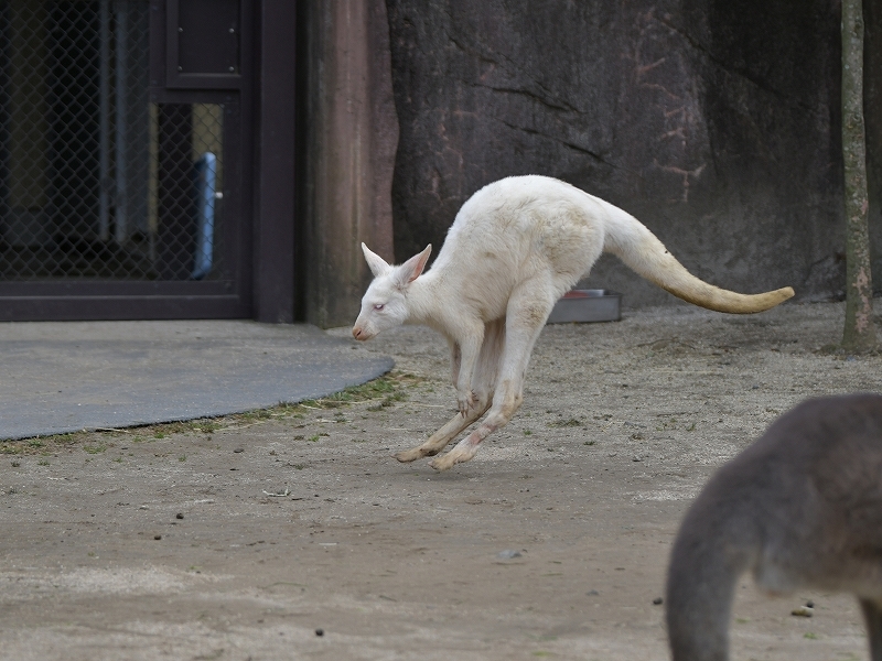 ルーと冬のカンガルー Bonsoir ルーと冬のカンガルー Bonsoir