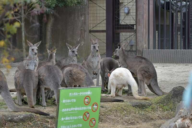 ルーと冬のカンガルー Bonsoir ルーと冬のカンガルー Bonsoir