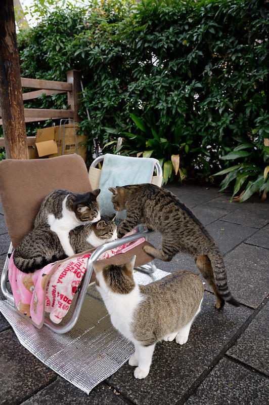 町角ニャンコ・猫団子_f0032011_19211609.jpg