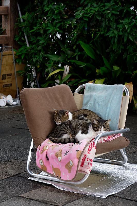 町角ニャンコ・猫団子_f0032011_19211637.jpg