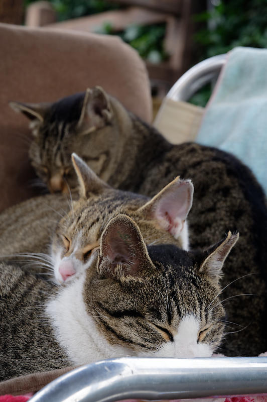 町角ニャンコ・猫団子_f0032011_19211720.jpg