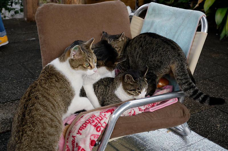 町角ニャンコ・猫団子_f0032011_19211734.jpg