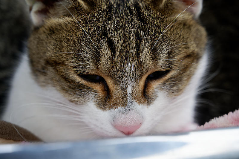 町角ニャンコ・猫団子_f0032011_19211756.jpg