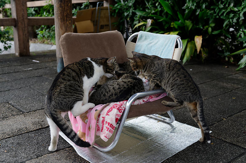 町角ニャンコ・猫団子_f0032011_19212381.jpg