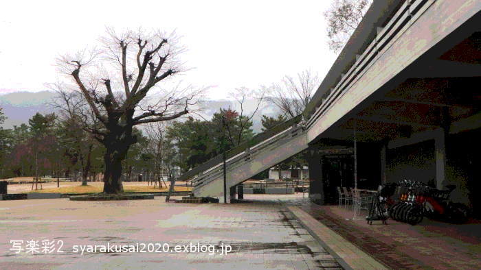 岡崎公園　2020-1月_b0398018_21140087.jpg