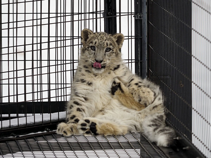ユキヒョウの赤ちゃん : 動物園放浪記
