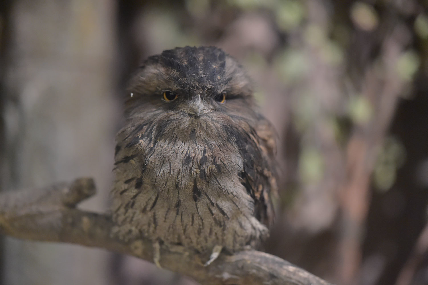 ガマグチヨタカ 動物園へ行こう
