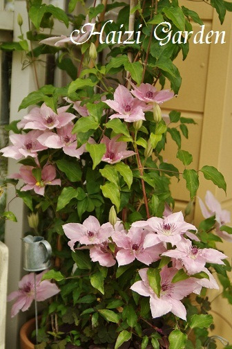 クレマチス ピンクファンタジー バーベナ ピンクパフェ ハイジの玄関先ガーデン エピソード2 クレマチス ピンクファンタジー バーベナ ピンクパフェ ハイジの玄関先ガーデン エピソード2