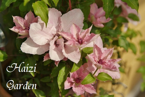 クレマチス ピンクファンタジー バーベナ ピンクパフェ ハイジの玄関先ガーデン エピソード2 クレマチス ピンクファンタジー バーベナ ピンクパフェ ハイジの玄関先ガーデン エピソード2