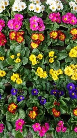 こんなお天気 大阪府茨木市の花屋フラワーショップ花ごころ のブログ
