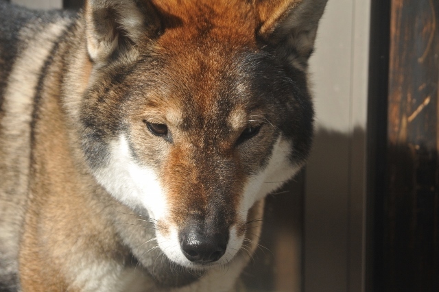 母とムスコ そしておっちゃん 四国犬 テツカナ今日この頃 翔ちゃんもいるよ