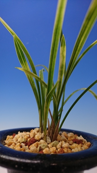 韓国春蘭 覆輪ボヤ虎 : 蘭万園日記