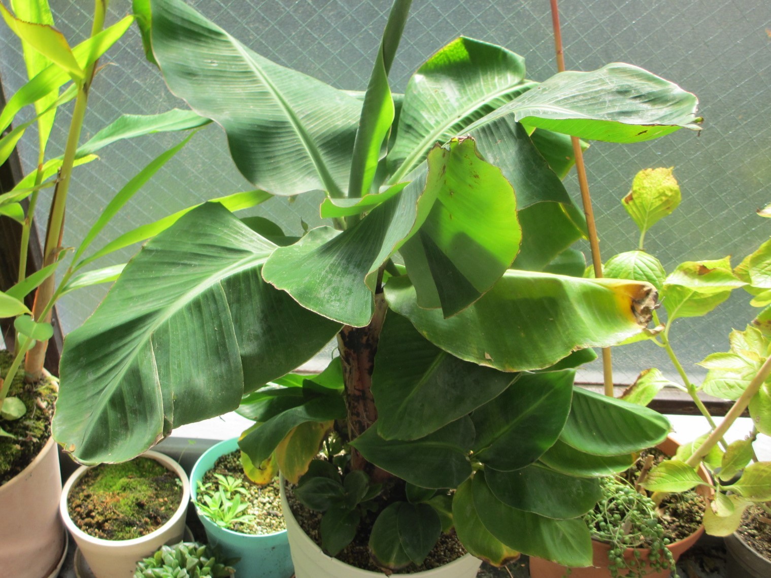 三尺バナナの木を部屋に取り込む あるまじろの庭 三尺バナナの木を部屋に取り込む あるまじろの庭