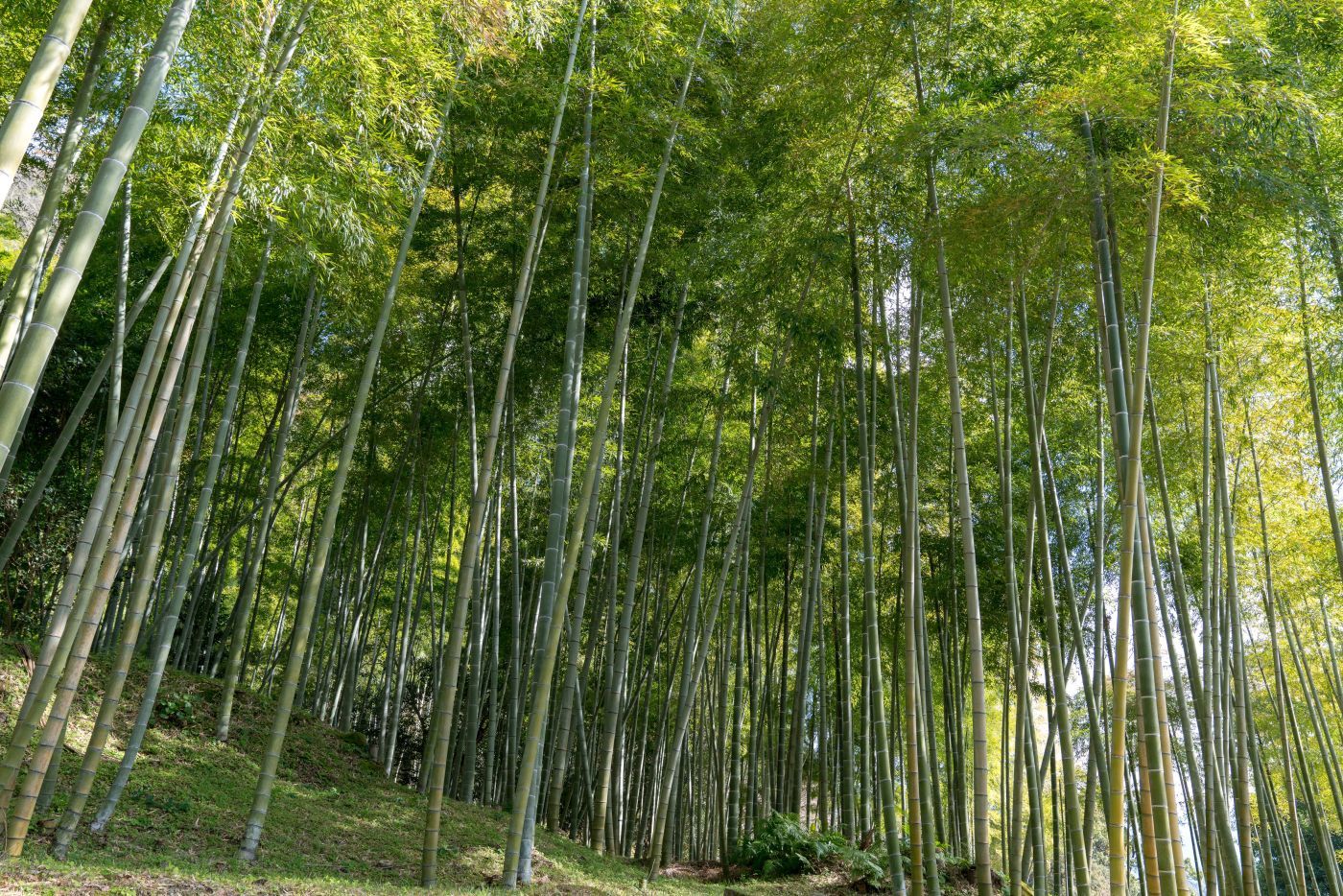 【世界遺産|旧集成館 反射炉跡】 行き方、見学のしかた (鹿児島県)_b0212342_15320870.jpg
