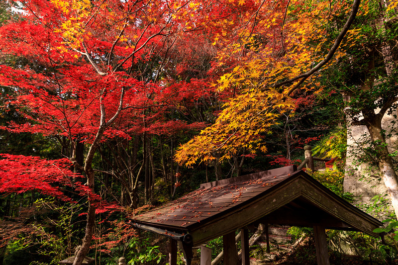 紅葉が彩る滋賀2019　染まる不動寺_f0155048_055555.jpg