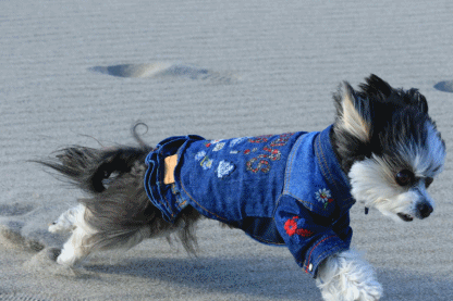 海RUN♪_c0145250_08504683.gif