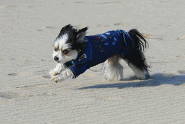 海RUN♪_c0145250_08510121.gif