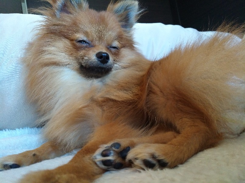 眠い顔は犬も人間も一緒 いろんなところに出没中 眠い顔は犬も人間も一緒 いろんなところに出没中