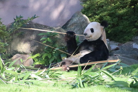 永明♂さんちょっとふっくらされました？_b0409270_21063786.jpg