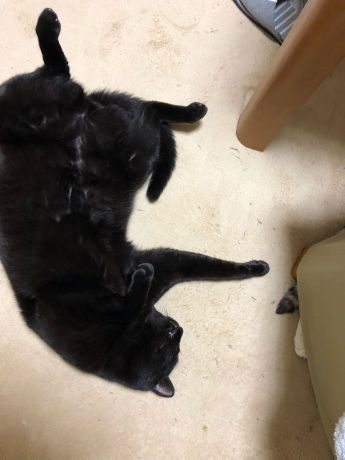 お食事にありつけない白鳥さん_e0355177_10385252.jpg