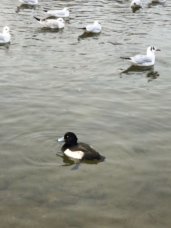 お食事にありつけない白鳥さん_e0355177_10391091.jpg
