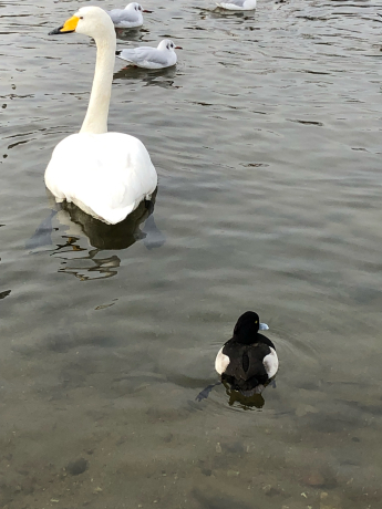 お食事にありつけない白鳥さん_e0355177_10391129.jpg