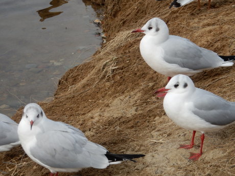 お食事にありつけない白鳥さん_e0355177_10460027.jpg