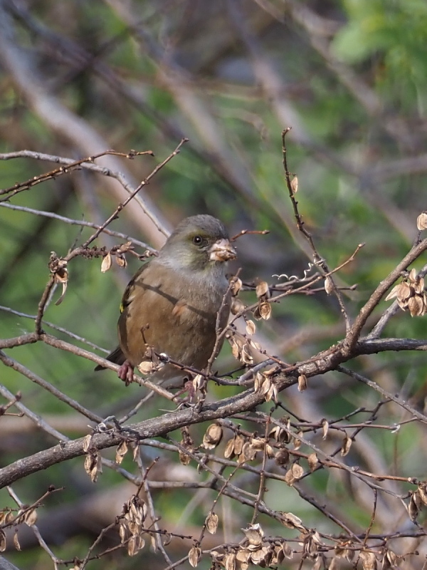 アキニレで採餌するカワラヒワ コーヒー党の野鳥と自然パート3 アキニレで採餌するカワラヒワ コーヒー党の野鳥と自然パート3