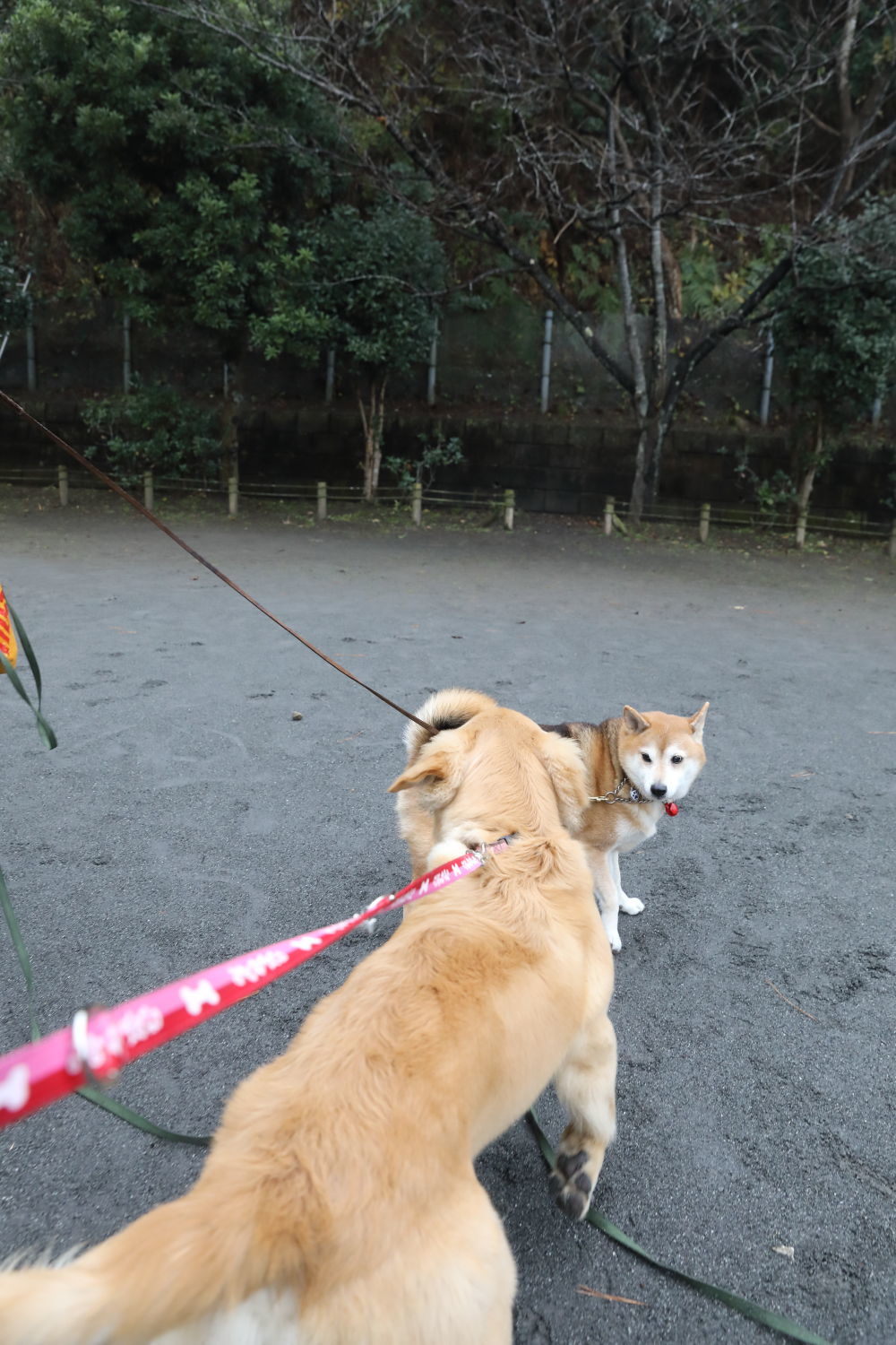 雨の日のタオル♪_b0275998_10135364.jpg