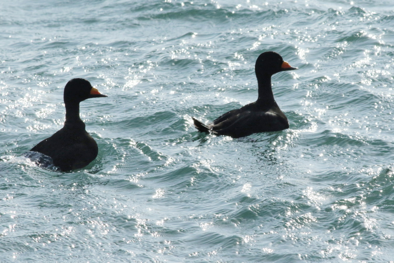 漁港の水鳥 クロガモほか 今日の鳥さん