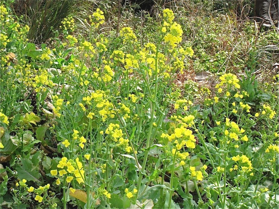 1002・五島列島&壱岐旅行 vol.5(五島福江 「椿茶屋」@香珠子ビーチ)_d0352022_14585399.jpeg