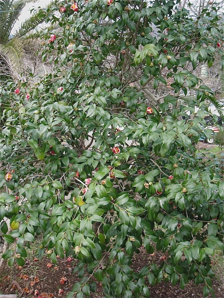 1002・五島列島&壱岐旅行 vol.5(五島福江 「椿茶屋」@香珠子ビーチ)_d0352022_14585690.jpeg