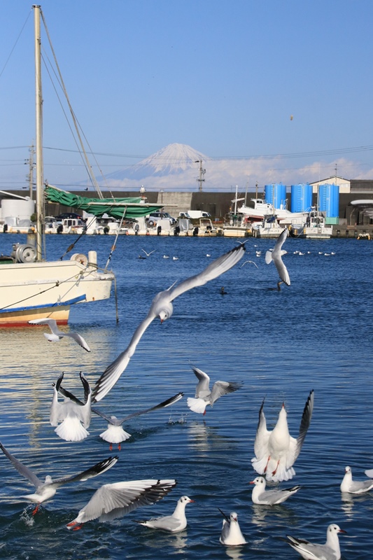 船溜まりのユリカモメと富士山♪_a0167759_1124587.jpg